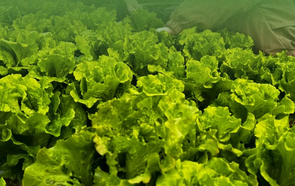 在成都月子中心坐月子，吃上自己采摘的新鲜有机蔬菜啦！6